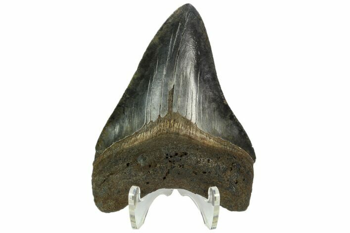 Serrated, Fossil Megalodon Tooth - South Carolina #122536